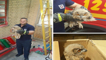 جغد بازیگوش مهمان ناخوانده یک خانواده مهابادی شد